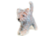Mini_craft2eu_aichinger_katze_frei